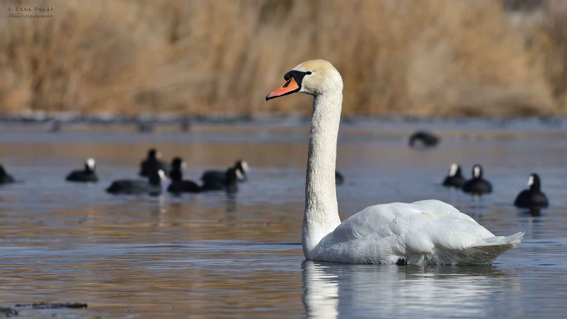 Mute Swan